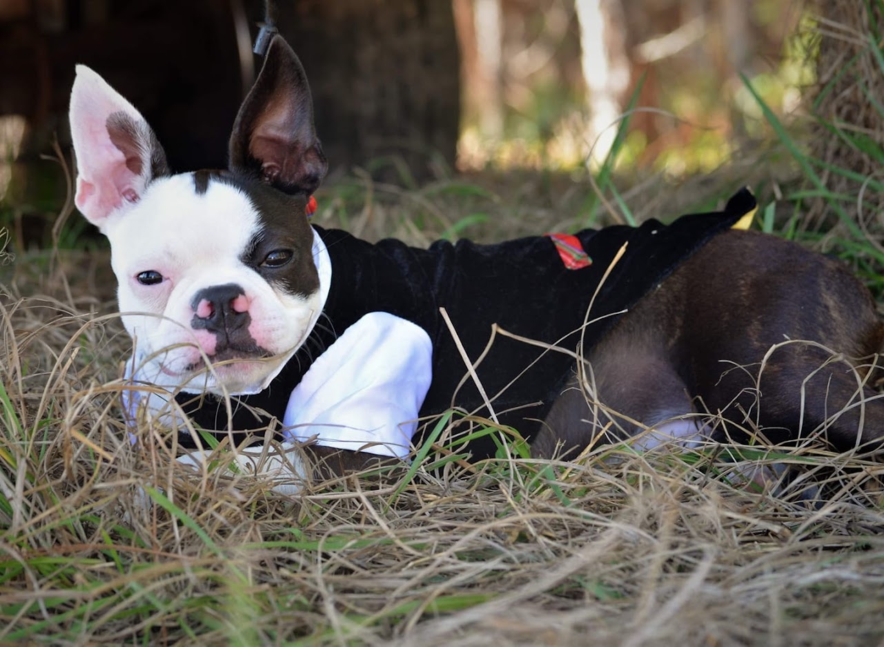 Custom design and created pet portrait t-shirt, personalized with your pet image